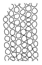 Macromitrium grossirete, upper laminal cells.
 Image: R.C. Wagstaff © All rights reserved. Redrawn with permission from Vitt (1983). 